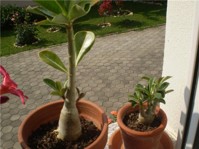 adenium